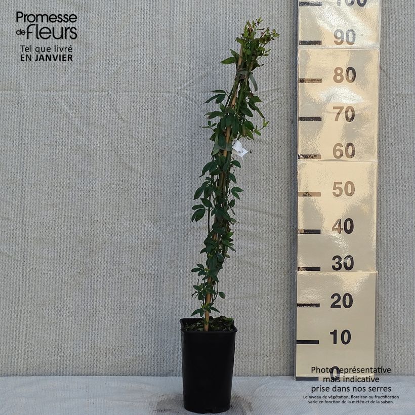 Jasminum humile Revolutum - Gelsomino Vaso da 3L/4L esemplare consegnato in inverno