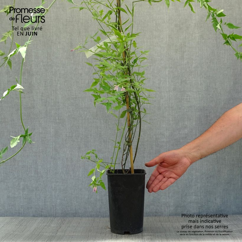 Esemplare di Jasminum stephanense - Gelsomino Vaso da 2L/3L consegnato in estate