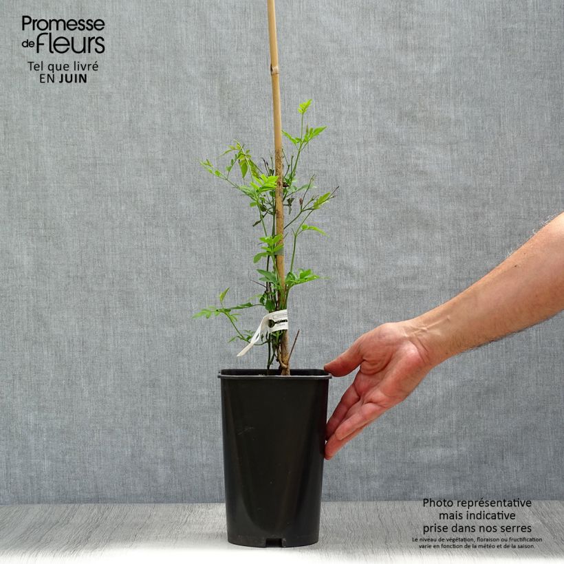 Esemplare di Jasminum grandiflorum - Gelsomino di Spagna Vaso da 2L/3L consegnato in estate