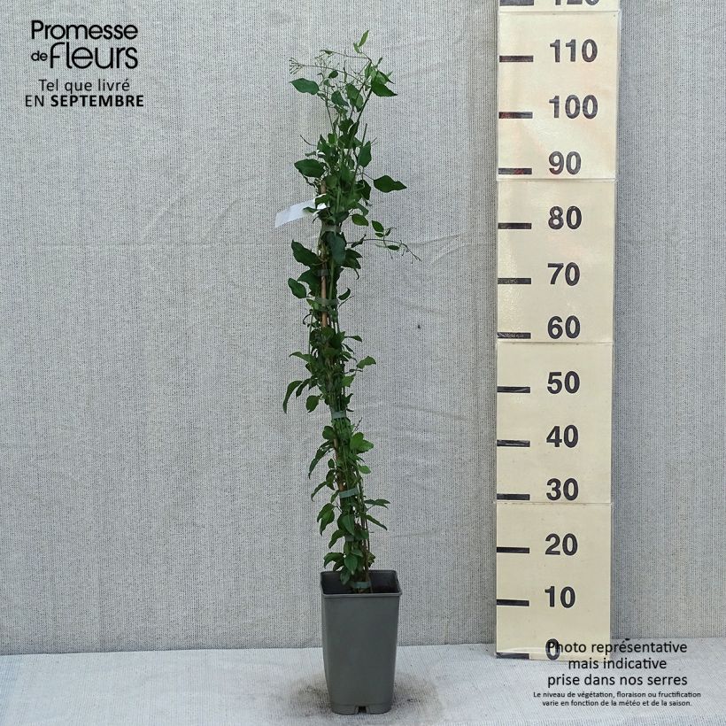 Esemplare di Jasminum azoricum - Gelsomino delle Azzorre Vaso da 2L/3L consegnato in estate