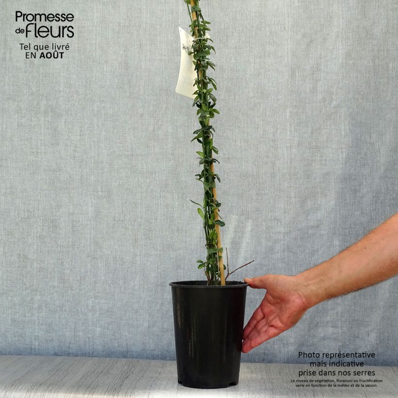 Esemplare di Jasminum nudiflorum - Gelsomino d'inverno Vaso da 2L/3L consegnato in estate