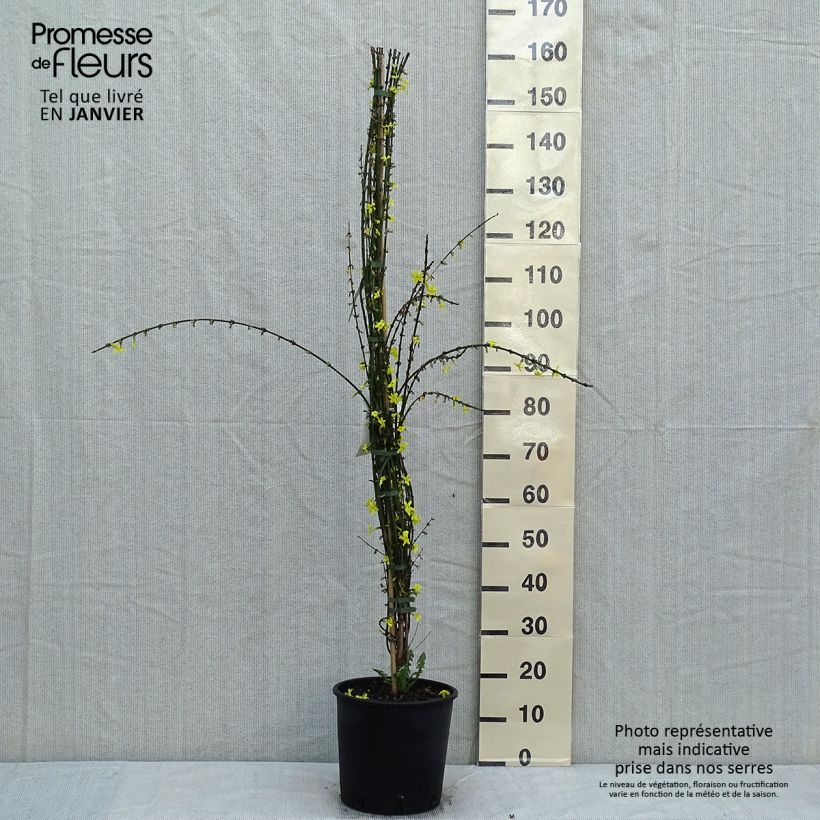 Jasminum nudiflorum - Gelsomino d'inverno Vaso da 7,5L/10L esemplare consegnato in inverno