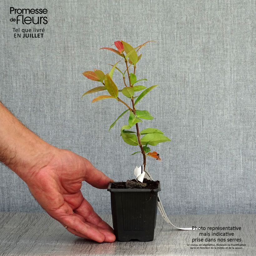 Esemplare di Trachelospermum jasminoides - Falso gelsomino Vasetto da 8/9 cm consegnato in estate