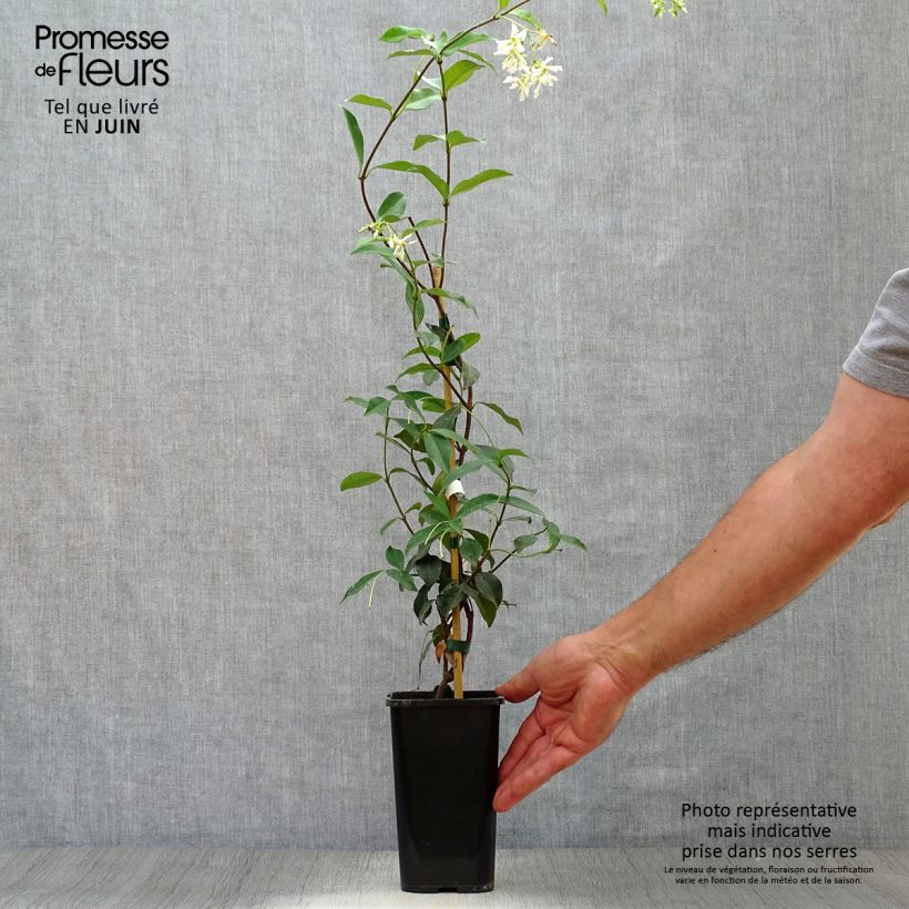 Esemplare di Trachelospermum jasminoides - Falso gelsomino Vaso da 1L/1,5L consegnato in estate
