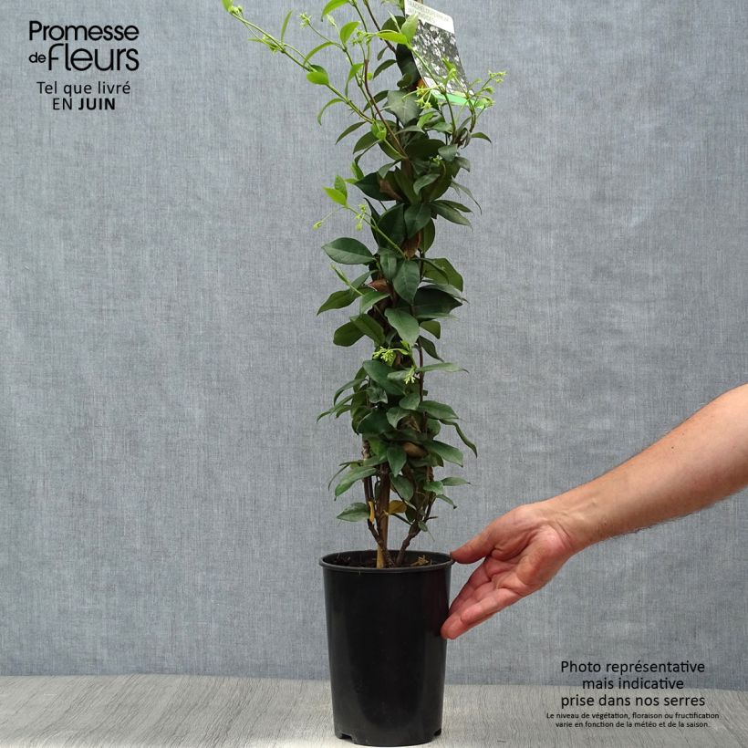 Esemplare di Trachelospermum jasminoides - Falso gelsomino Vaso da 2L/3L consegnato in estate