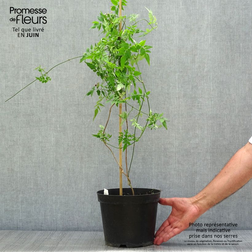 Esemplare di Jasminum officinale - Gelsomino comune Vaso da 4L/5L consegnato in estate