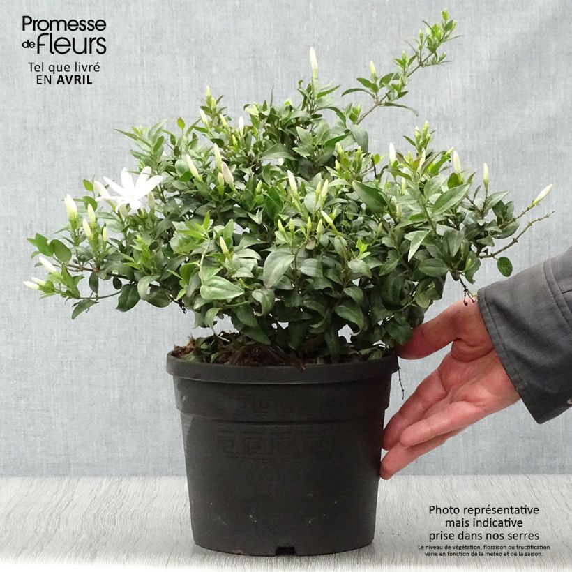 Jasminum multipartitum - Gelsomino di primavera Vaso da 2L/3LAltezza consegnata circa 25/30cm esemplare consegnato in primavera