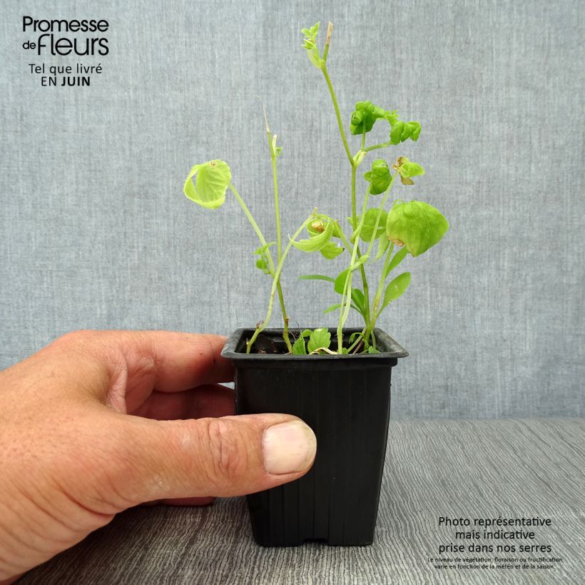 Esemplare di Gynostemma pentaphyllum Bio - Ginpent Vasetto da 7/8 cm consegnato in estate