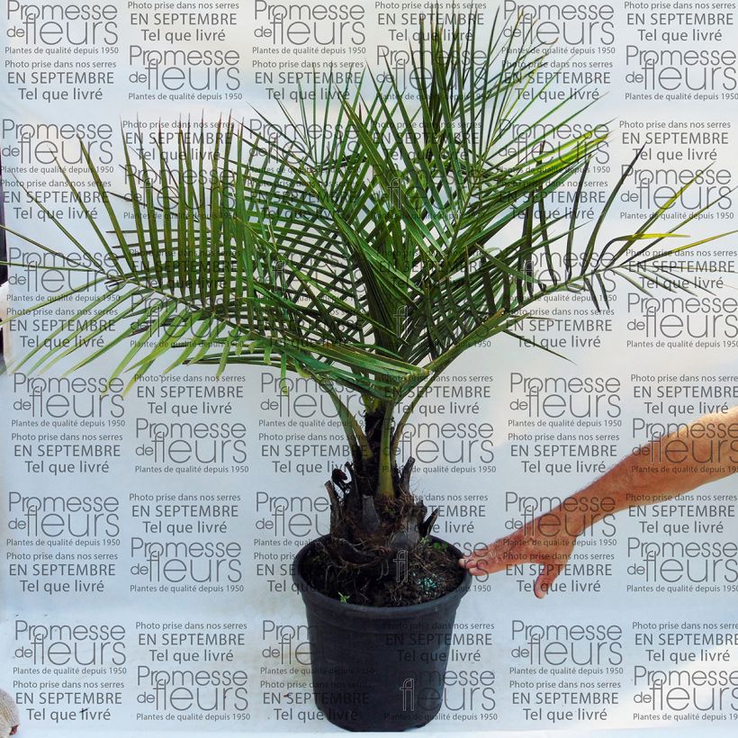 Esempio di esemplare Jubaea chilensis - Palma del Cile Vaso da 30L/35L come consegnato