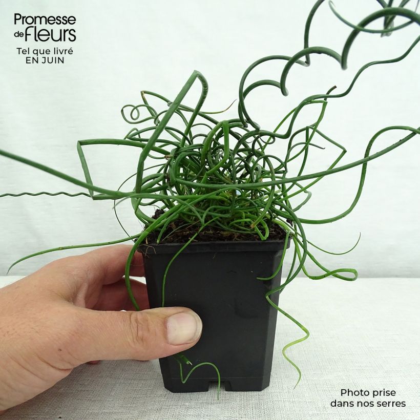 Esemplare di Juncus effusus Spiralis - Giunco cavatappi Vasetto da 8/9 cm consegnato in estate