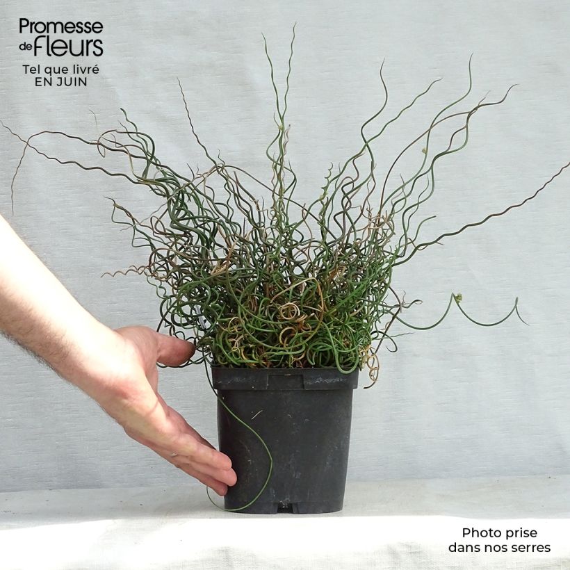 Esemplare di Juncus effusus Spiralis - Giunco cavatappi Vaso da 2L/3L consegnato in estate