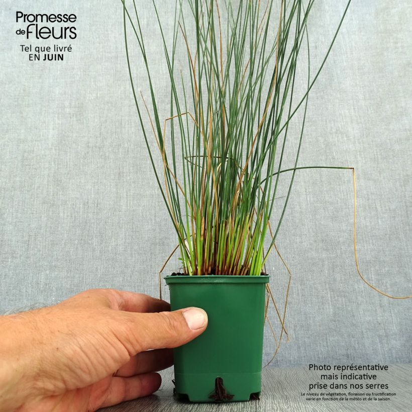 Esemplare di Juncus inflexus Blue Dart - Giunco tenace Vasetto da 8/9 cm consegnato in estate