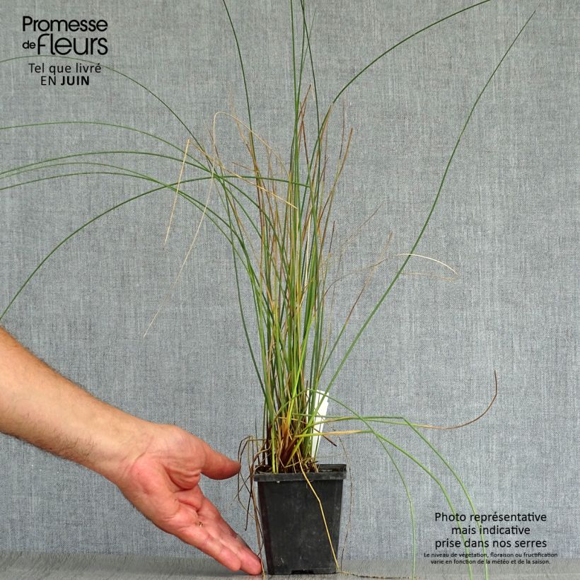 Esemplare di Juncus inflexus - Giunco tenace Vasetto da 8/9 cm consegnato in estate