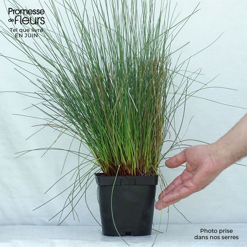 Esemplare di Juncus inflexus - Giunco tenace Vaso da 2L/3L consegnato in estate