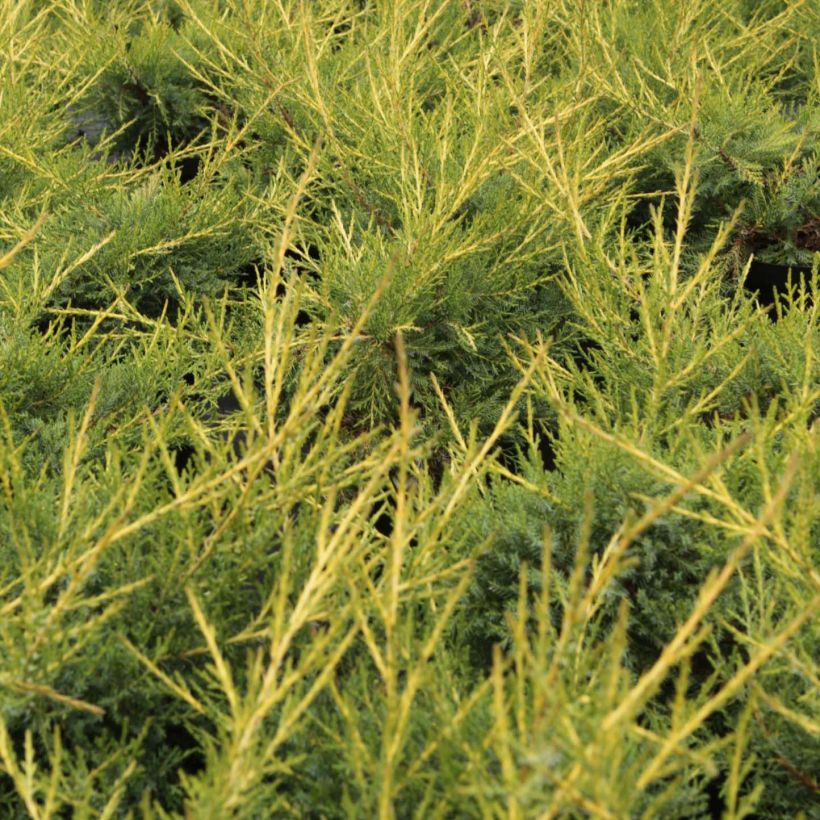 Juniperus pfitzeriana Kuriwao Gold (Fogliame)