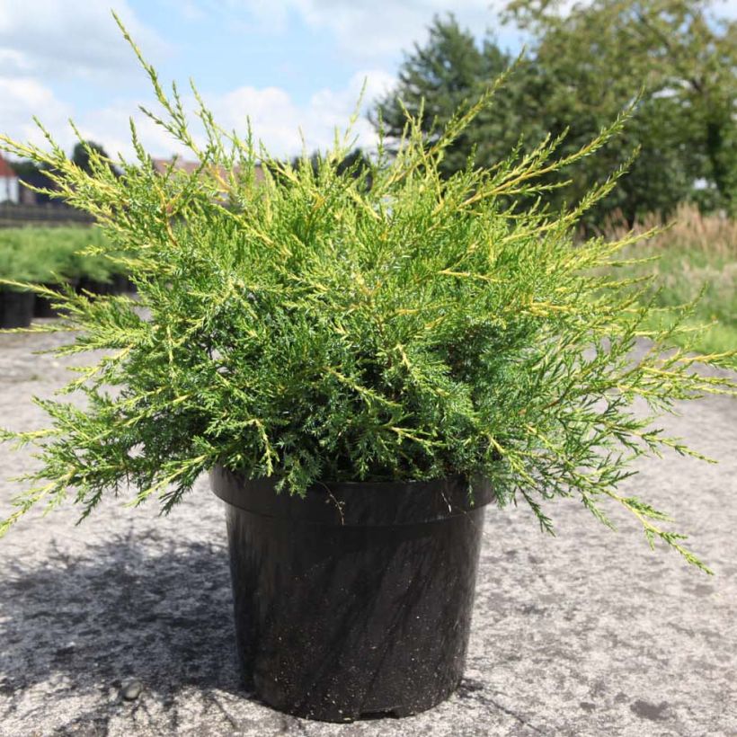 Juniperus pfitzeriana Kuriwao Gold (Porto)
