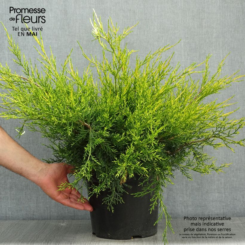 Juniperus pfitzeriana Kuriwao Gold - Ginepro Vaso da 7,5L/10L esemplare consegnato in primavera