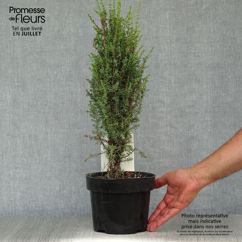 Esemplare di Juniperus communis Arnold - Ginepro comune Vaso da 2L/3L consegnato in estate