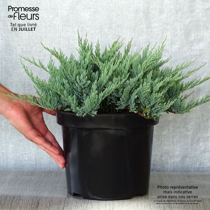 Esemplare di Juniperus horizontalis Blue Chip - Ginepro strisciante Vaso da 7,5L/10L consegnato in estate