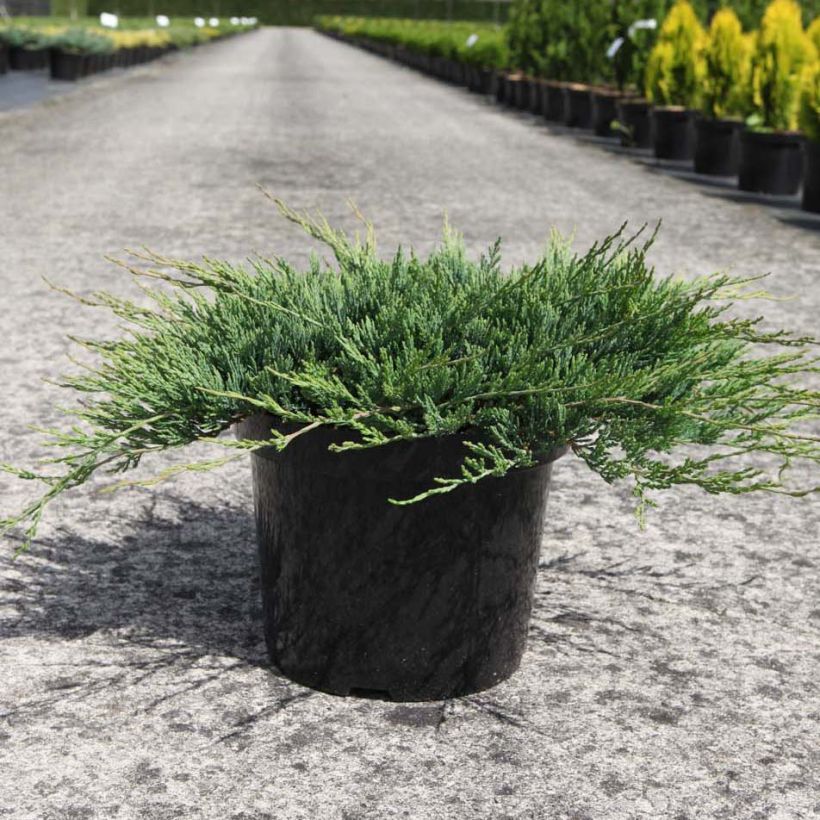 Juniperus horizontalis Prostrata - Ginepro strisciante (Porto)