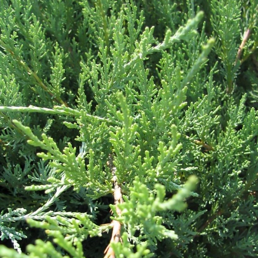 Juniperus media Hetzii - Ginepro (Fogliame)