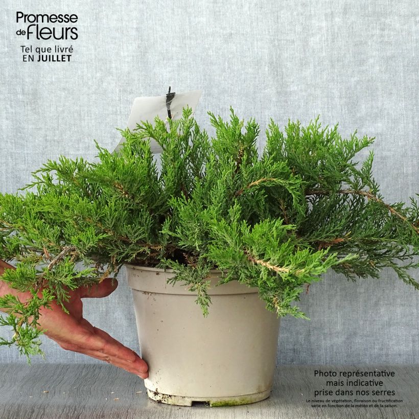 Esemplare di Juniperus sabina Rockery Gem - Genévrier sabine                   Vaso da 4L/5L consegnato in estate