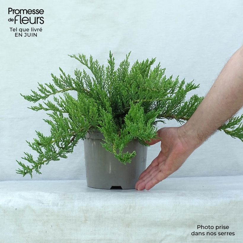 Esemplare di Juniperus sabina Tamariscifolia - Ginepro sabino Vaso da 2L/3L consegnato in estate