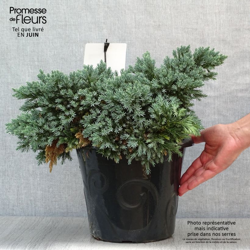 Esemplare di Juniperus squamata Blue Star - Ginepro Vaso da 7,5L/10L consegnato in estate