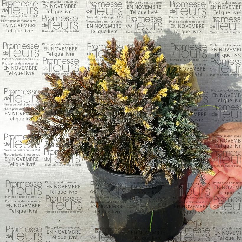 Esempio di esemplare Juniperus squamata Floreant - Ginepro Vaso da 2L/3L come consegnato