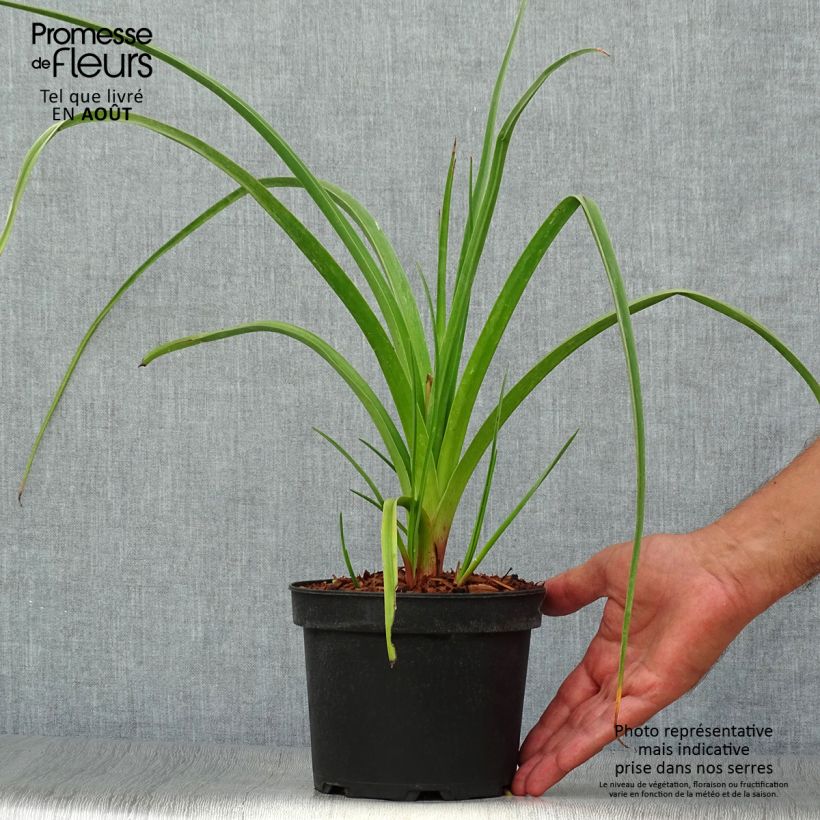 Esemplare di Kniphofia Alcazar - Giglio della torcia Vaso da 2L/3L consegnato in estate