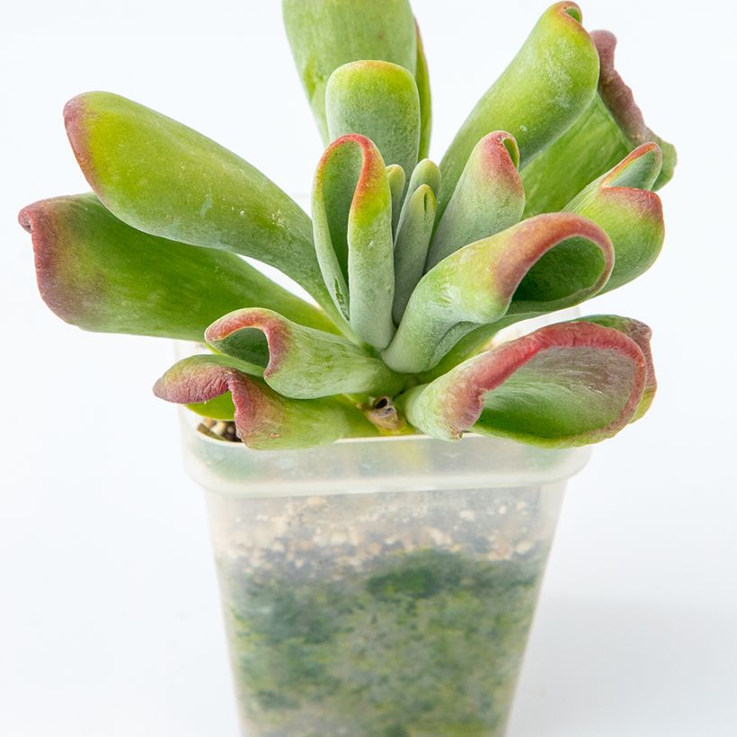 Kalanchoe Oricula (Porto)