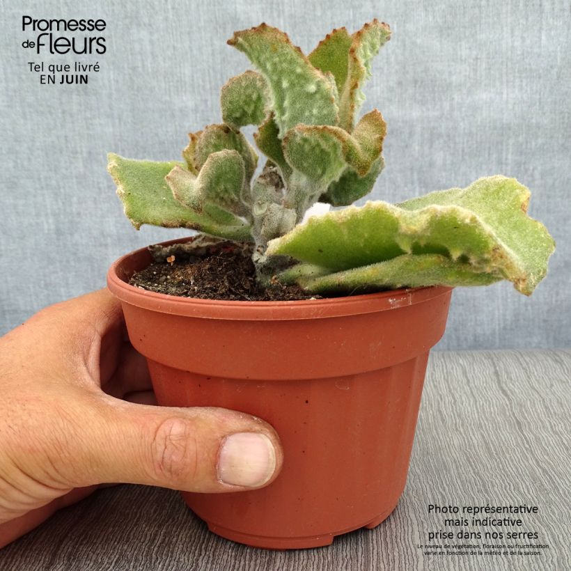 Esemplare di Kalanchoe beharensis subnuda Vaso da Ø 12 cm / 13 cm consegnato in estate
