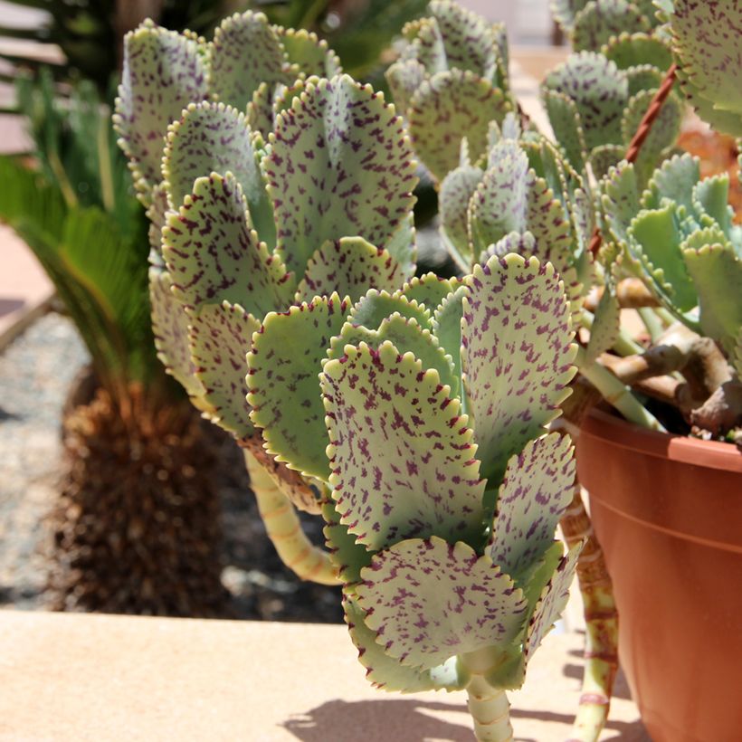 Kalanchoe marmorata - Kalanchoé marbré (Fogliame)