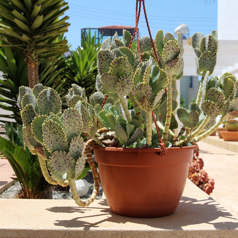 Kalanchoe marmorata - Kalanchoé marbré (Porto)