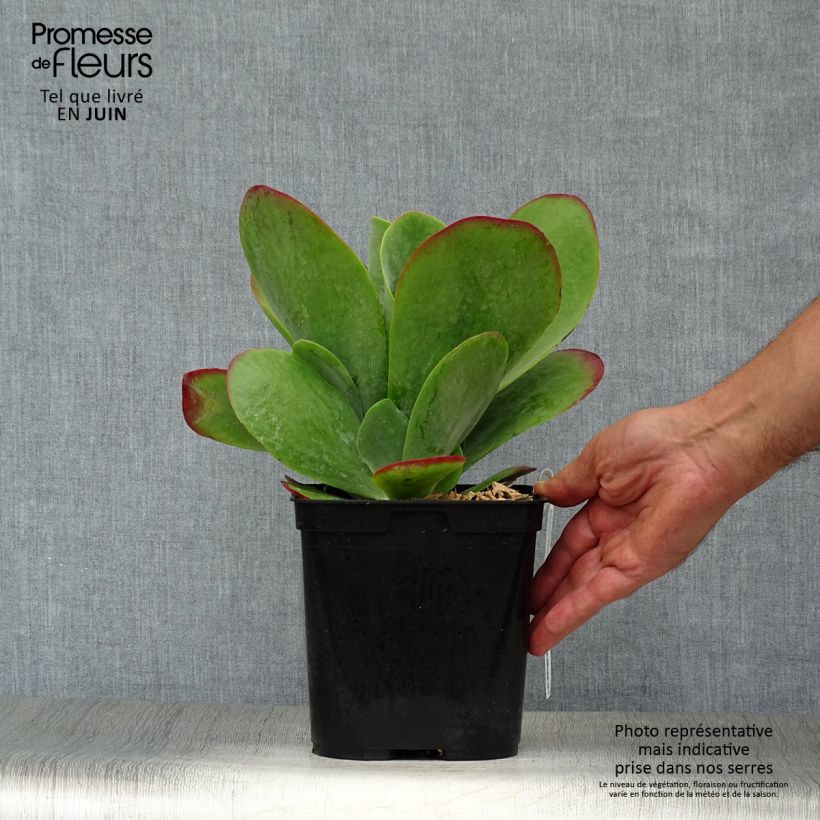 Esemplare di Kalanchoe thyrsiflora Bronze Sculpture Vaso da 2L/3L consegnato in estate