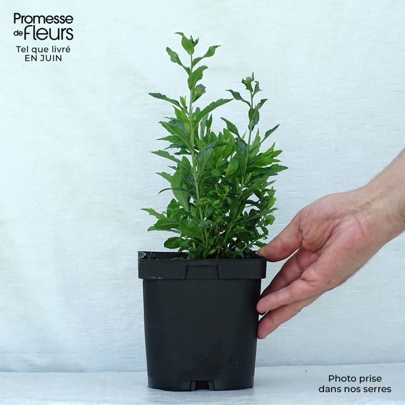 Esemplare di Kalimeris incisa Blue Star - Aster giapponese Vaso da 2L/3L consegnato in estate