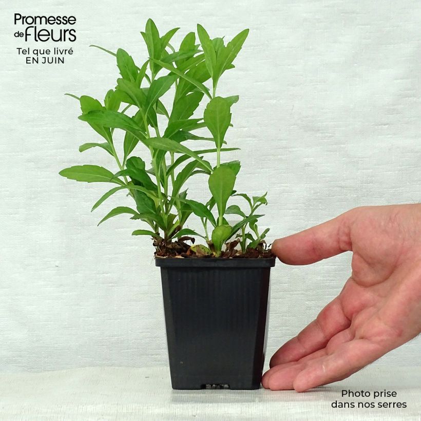 Esemplare di Kalimeris incisa Nana Blue - Aster giapponese Vasetto da 8/9 cm consegnato in estate