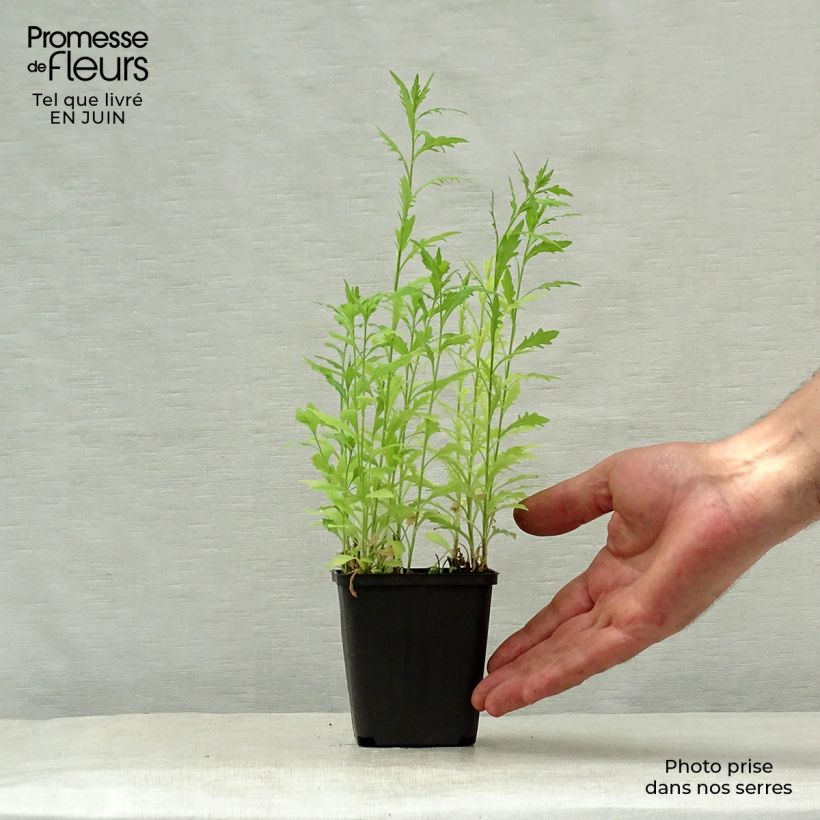 Esemplare di Kalimeris pinnatifida var. hortensis - Aster giapponese Vasetto da 8/9 cm consegnato in estate