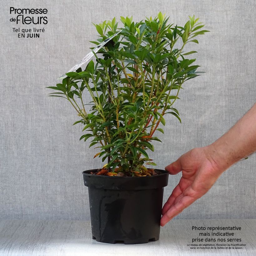 Esemplare di Kalmia latifolia Elf - Alloro di montagna Vaso da 3L/4L consegnato in estate