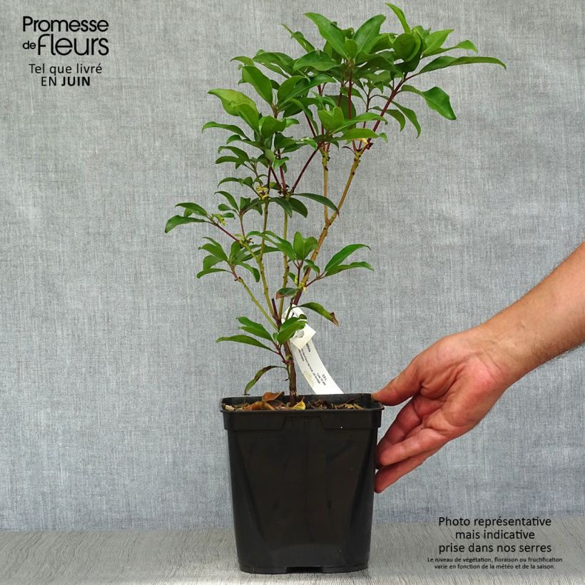 Esemplare di Kalmia latifolia Ewa - Alloro di montagna Vaso da 3L/4L consegnato in estate