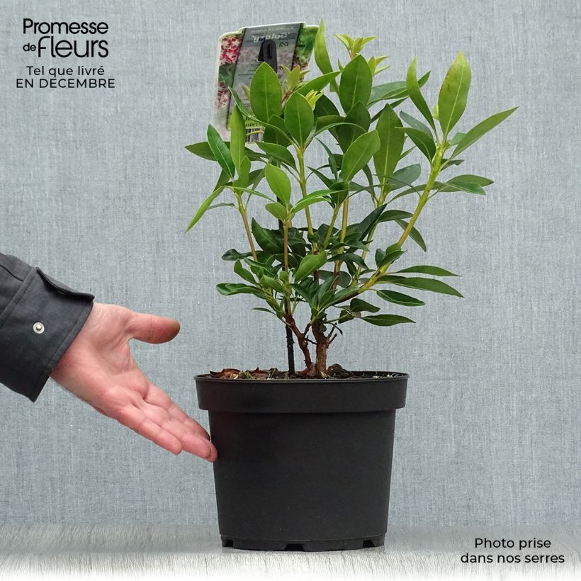 Kalmia latifolia Galaxy - Alloro di montagna Vaso da 4L/5L esemplare consegnato in inverno