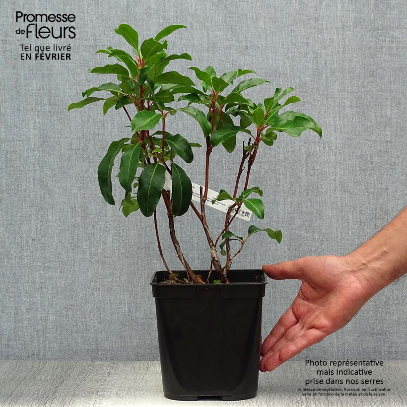 Esemplare di Kalmia latifolia Keepsake - Alloro di montagna Vaso da 2L/3L come consegnato in autunno