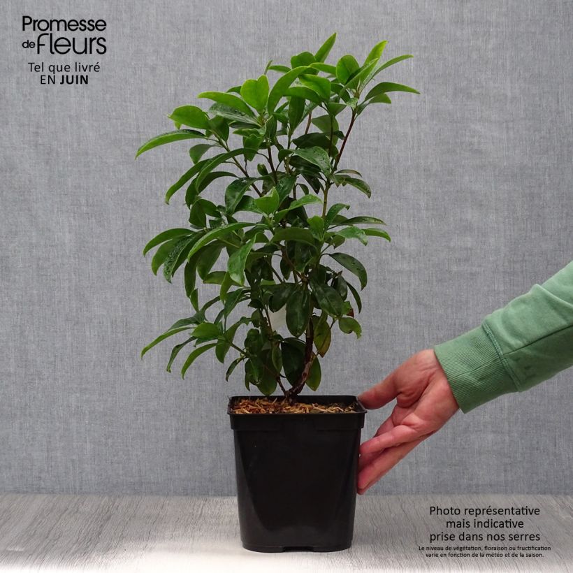 Esemplare di Kalmia latifolia Latchmin - Alloro di montagna Vaso da 4L/5L consegnato in estate