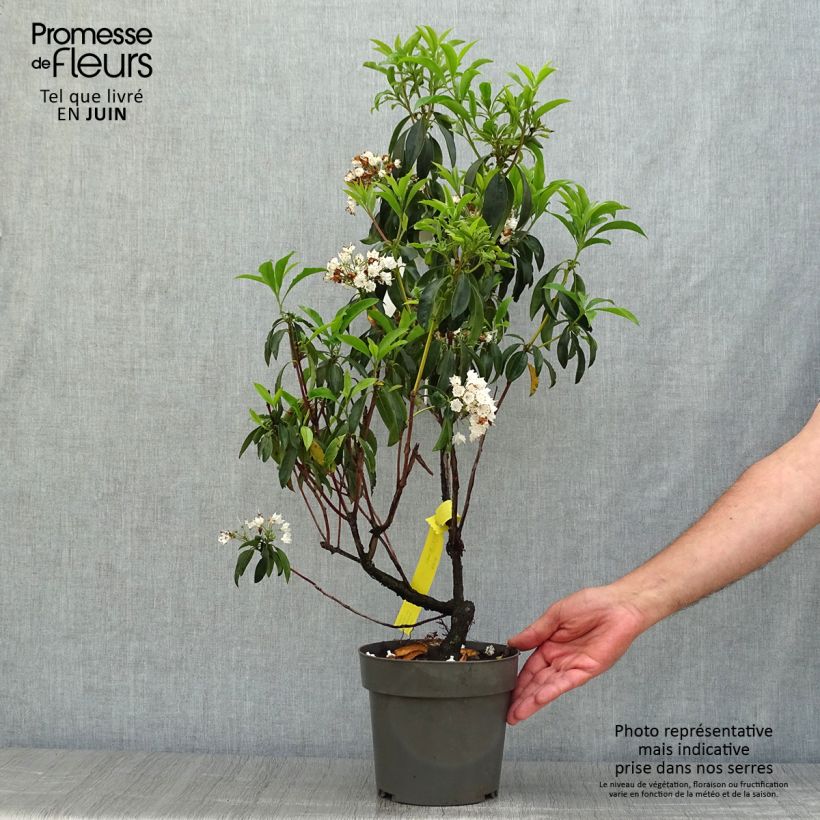 Esemplare di Kalmia latifolia - Alloro di montagna Vaso da 2L/3L consegnato in estate