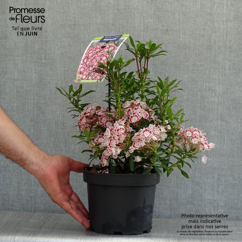 Esemplare di Kalmia latifolia Minuet - Alloro di montagna Vaso da 2L/3L consegnato in estate