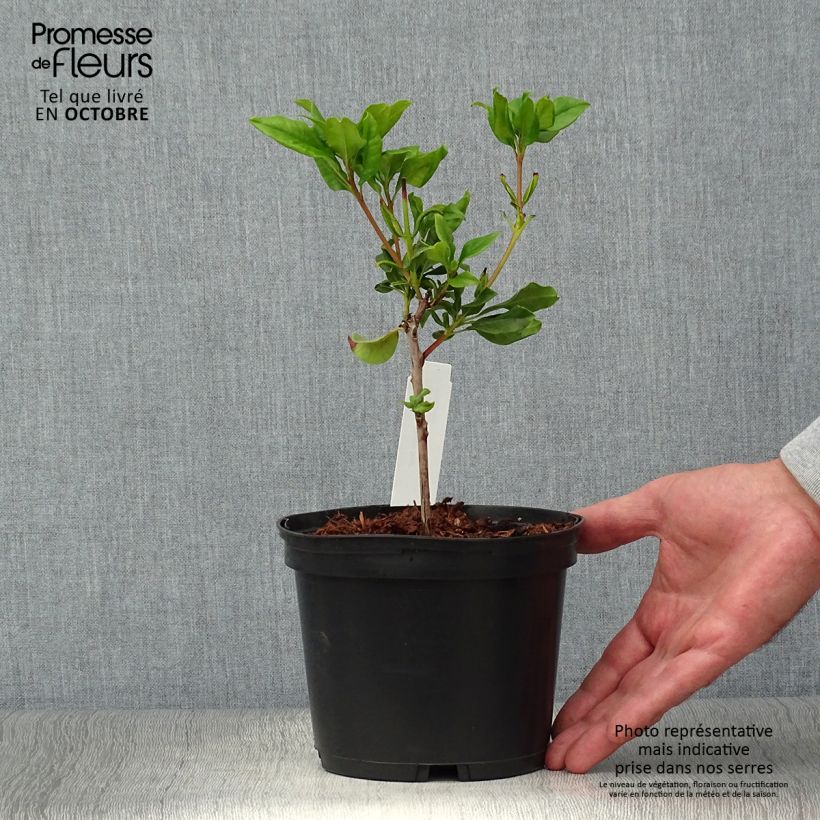 Esemplare di Kalmia latifolia Otsbo Red - Alloro di montagna Vaso da 2L/3L come consegnato in autunno