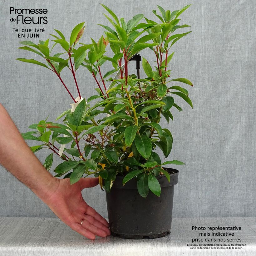 Esemplare di Kalmia latifolia Peppermint - Alloro di montagna Vaso da 3L/4L consegnato in estate