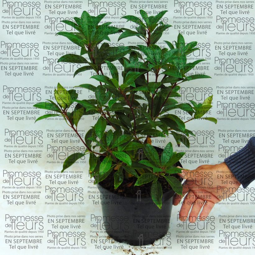 Esempio di esemplare Kalmia latifolia Pink Charm - Alloro di montagna Vaso da 4L/5L come consegnato
