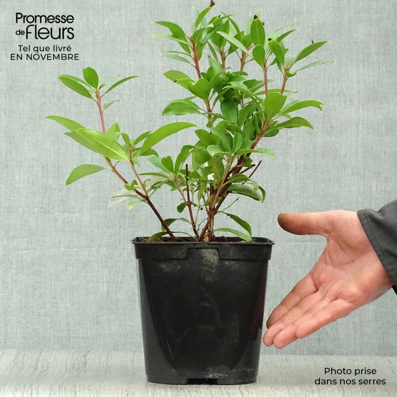 Esemplare di Kalmia latifolia Pinkobello - Alloro di montagna Vaso da 3L/4L come consegnato in autunno