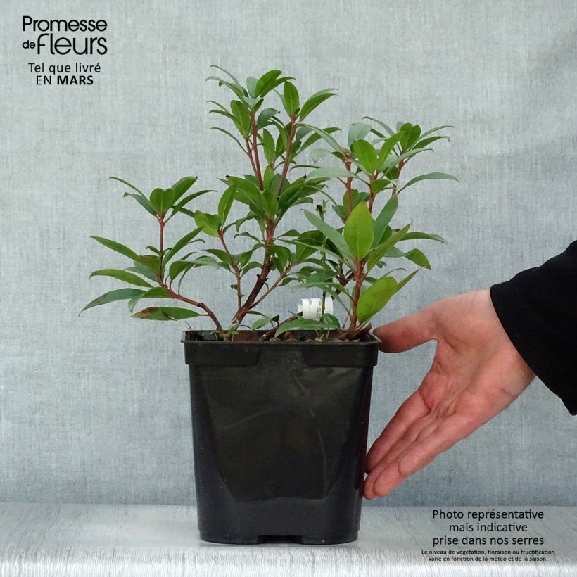 Kalmia latifolia Pinkobello - Alloro di montagna Vaso da 3L/4L esemplare consegnato in primavera